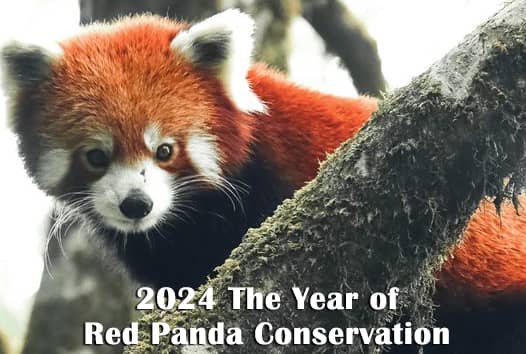 Celebrate 2024 as the Red Panda conservation year.