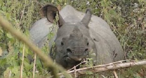 Asian single horned Rhino in Chitwan national park
