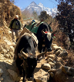 Short Everest trek to Tengobhce blog