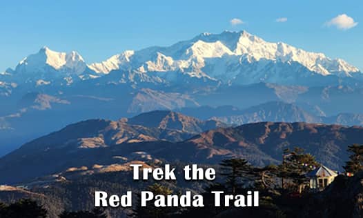 Red Panda Trail to Sandakpur