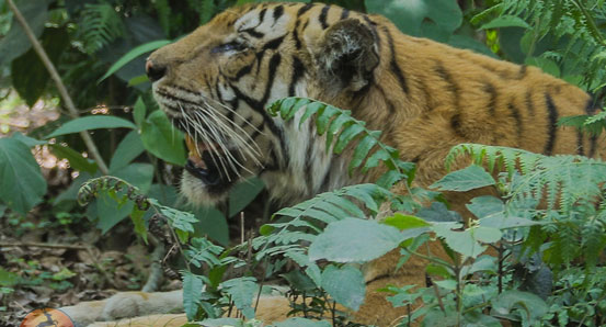 Royal Bengal Tiger seen while Jeep safari