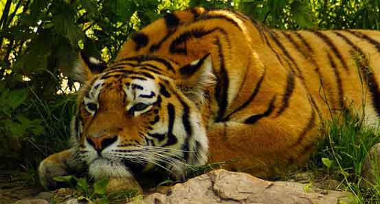 Tiger of Chitwan National Park Nepal