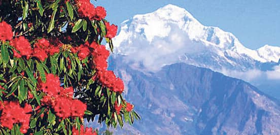 Floral trek of Annapurna in Spring