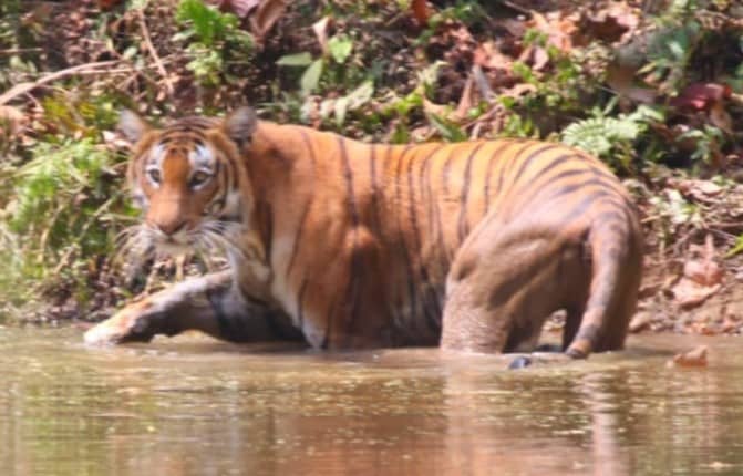 Bardia national park is famous for Tiger tracking tours