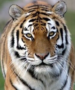 Royal Bengal Tiger in Bardia national park