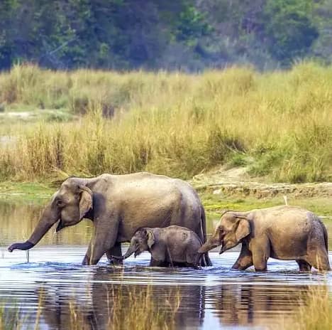 Wild Elephants in Bardiya national park.