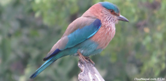 Indain Roller Bird found in Chitwan National Park