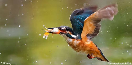 Bird photography tour around Kathmandu Nepal