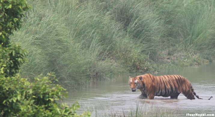 Royal Bengal Tiger in Chitwan national park