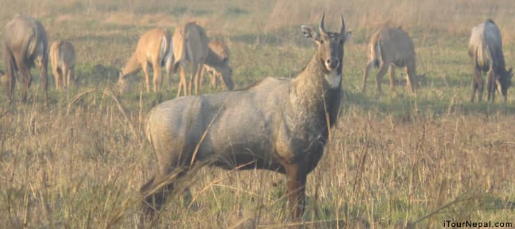 Blue bull preserved in Lumbini