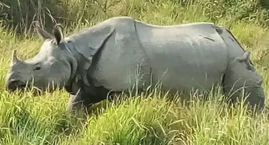 Asian single horned Rhino seen in jungle safari