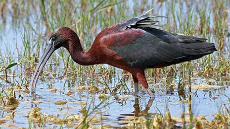 Glossy Ibis, the rare bird spotted in Koshi Tappu