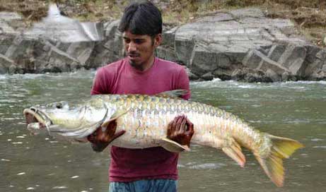 Himalayan Masheer fishing in Nepal