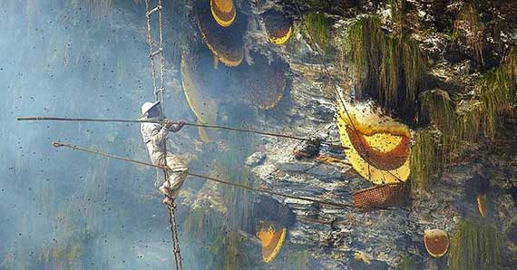 Honey hunting in Nepal