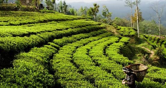 Ilam tour of eastern Nepal.