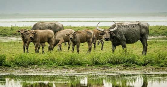 Koshi Tappu wildlife Reserve