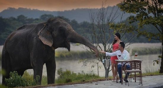 Chitwan Jungle safari based on luxury lodge.