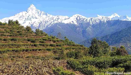 Lwang village tea garden