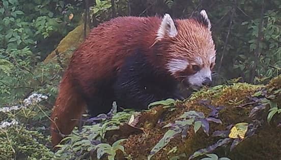 Red Panda tour in Nepal