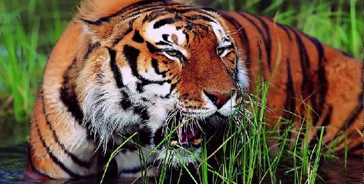 Royal Bengal Tiger at Bardia National park