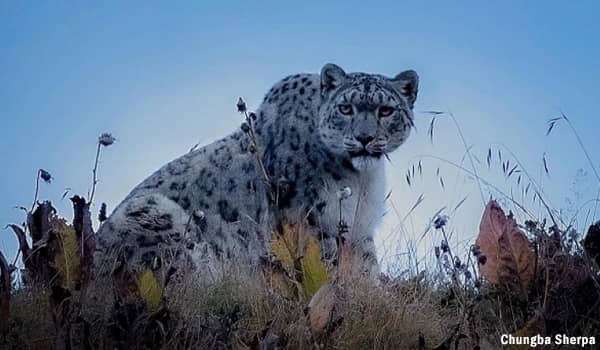 Snow Leopard Photography - Chungba Sherpa