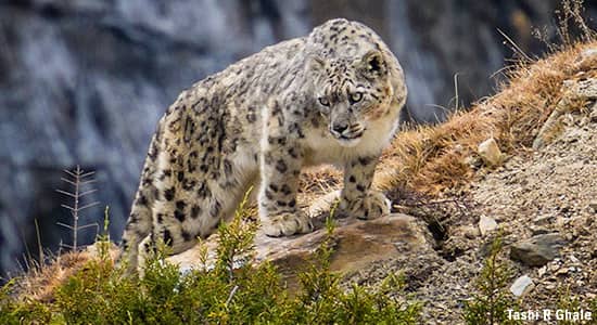 Snow Leopard Photography - Tashi R Ghale
