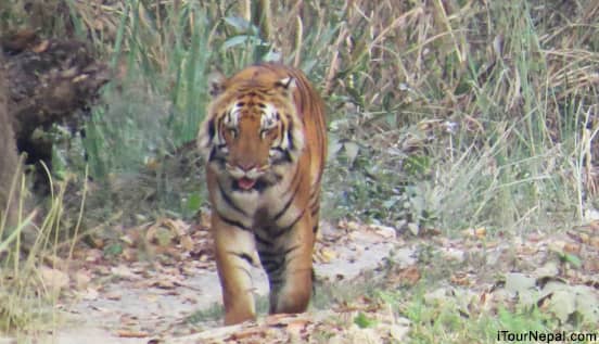 Royal bengal tiger in Chitwan national park.
