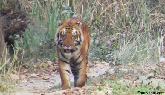 Royal bengal tiger in Chitwan national park.