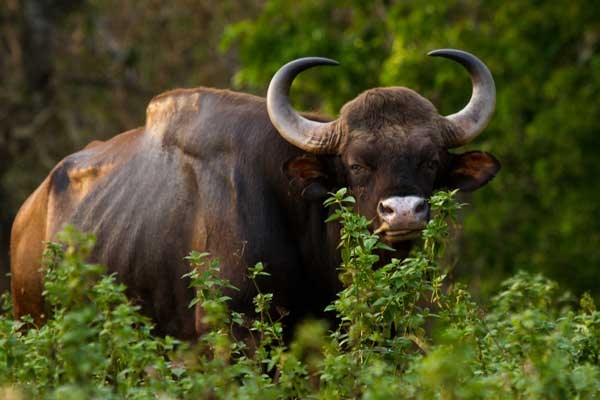 Bison population up in Chitwan