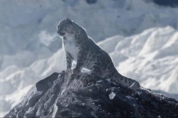 Snow Leopard near Everest base camp